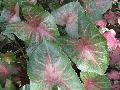 Blaze Caladium / Caladium bicolor 